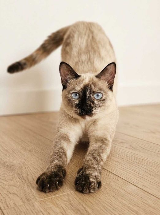 Setúbal / Margem Sul / Lisboa — BIANCA, gatinha para adoção