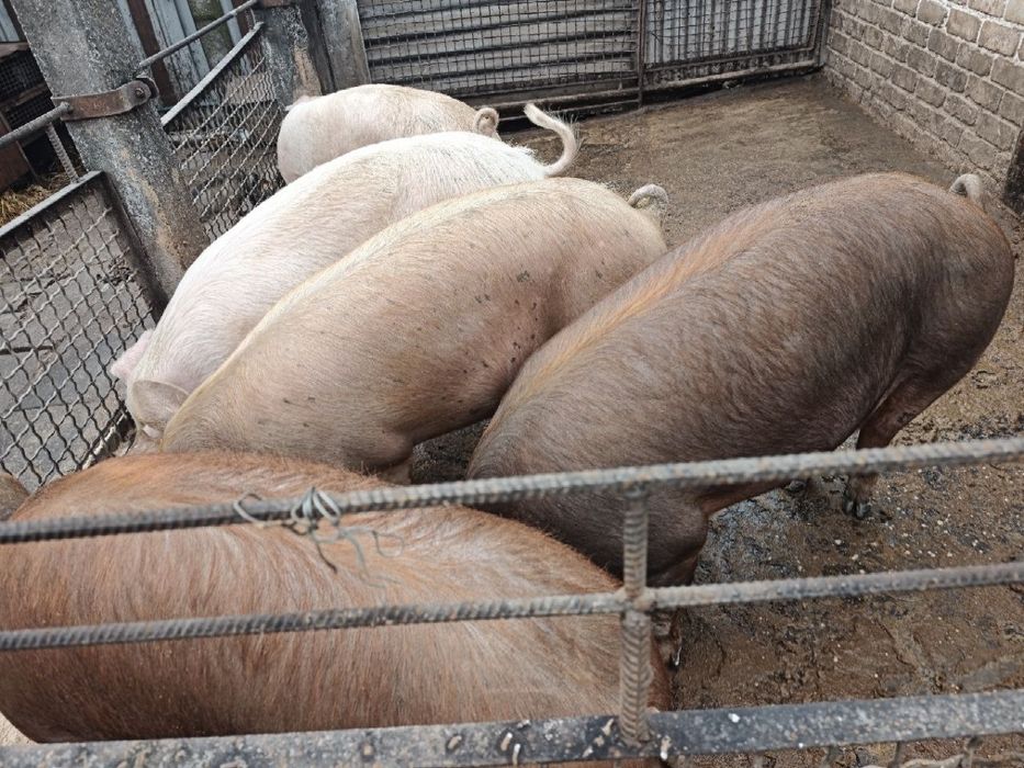 Терміново продам свиней живою вагою