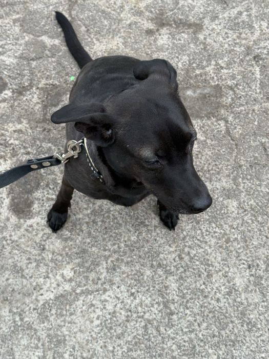 Отдам собаку, бесплатно, в хорошие руки