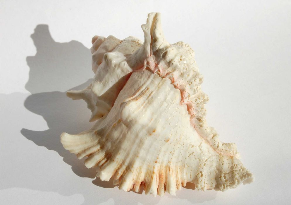Muszla morska Murex Ramosus dł. 11,7 cm, marynistyka