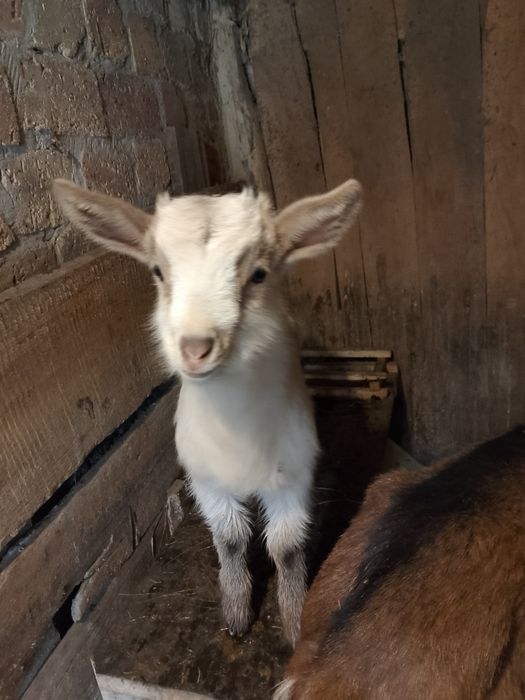 Продам альпо-нубійську кізку.