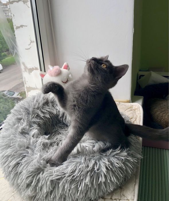 Маленький Бобчик шукає родину!