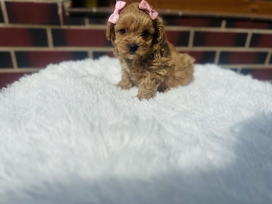Maltipoo F1 Amelka suczka