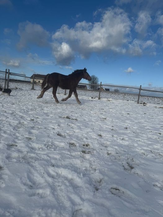 Sprzedam źrebicę kasztankę