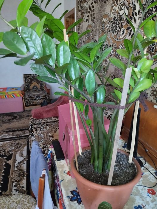 Продам квіти недорого