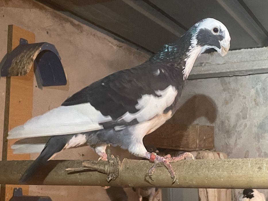 Pombo macho beleza alemao