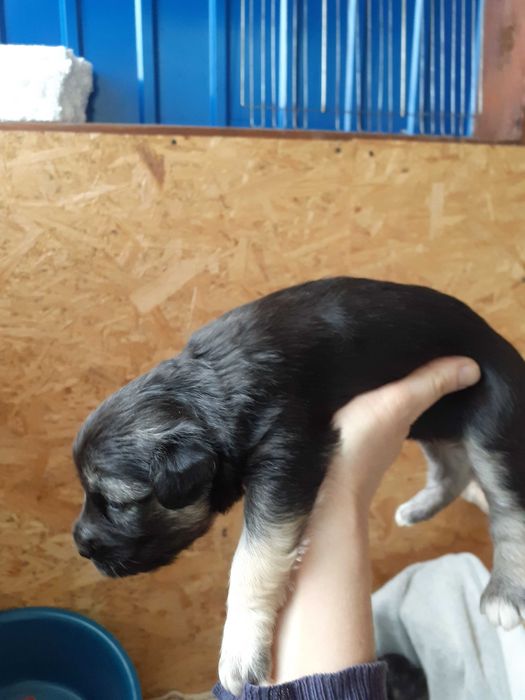 Цуценятка в хороші руки до люблячих господарів