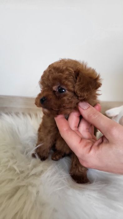 Мальтіпу, той пудель, хлопчик китай(poodle teacup, toypoodle)

Ось гот