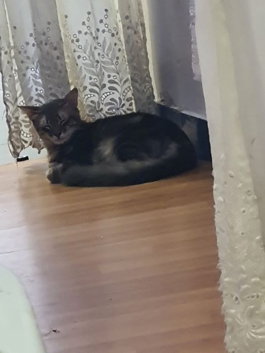 Gatinho para adoção responsável
