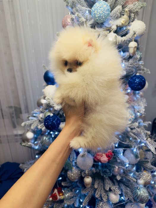 Міні дівчинка померанського шпіца