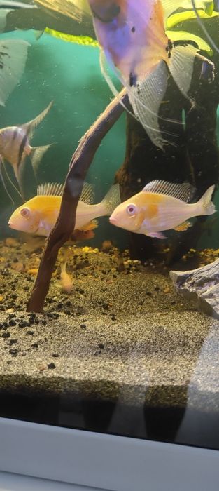 Sprzedam piękną parę ziemiojadow hekeli albino