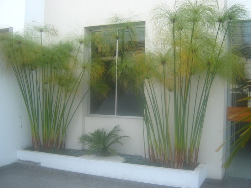 papiros de varias especis