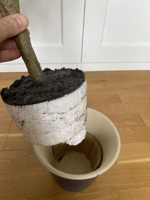 Drzewko cytrynowe 70 cm osłona doniczki granatowa KAMOMILL