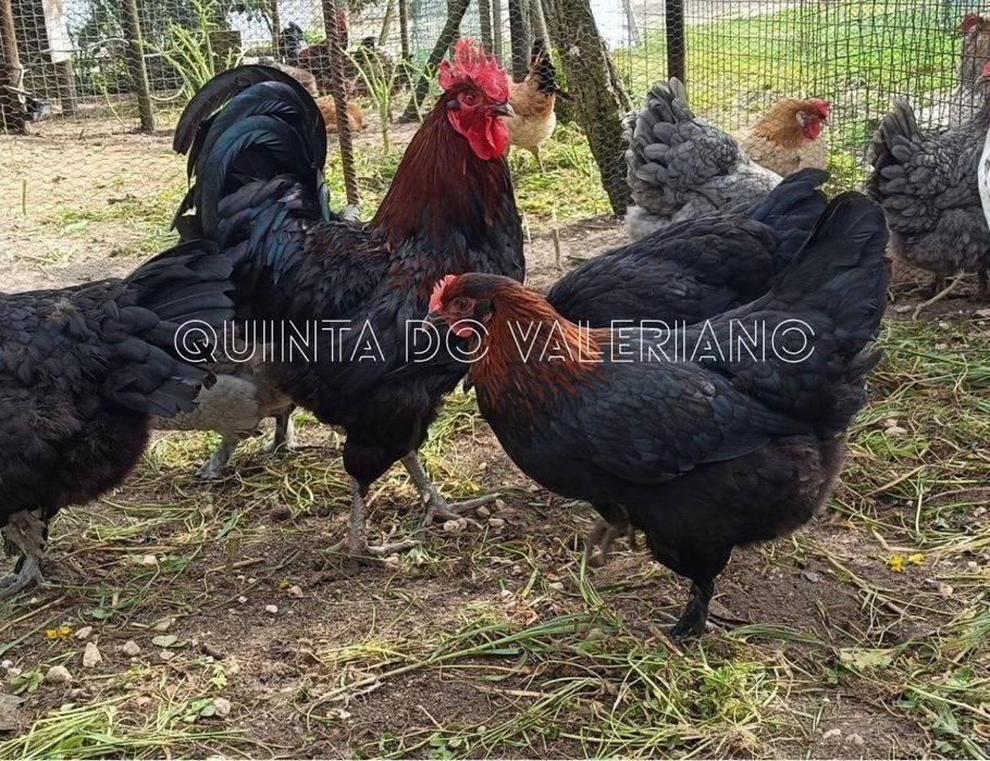 Ovos férteis para incubação e pintos de raça