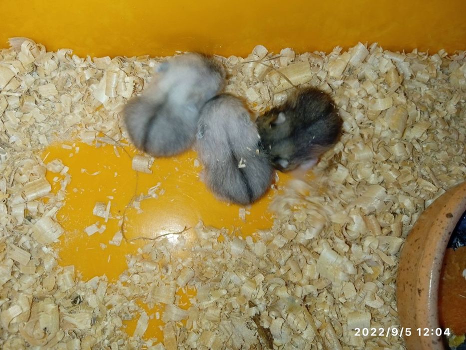 Хомячки джунгарики