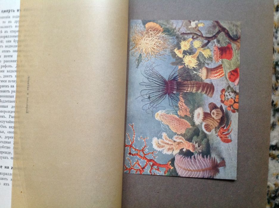 Детская энциклопедия. Том 6. 1914