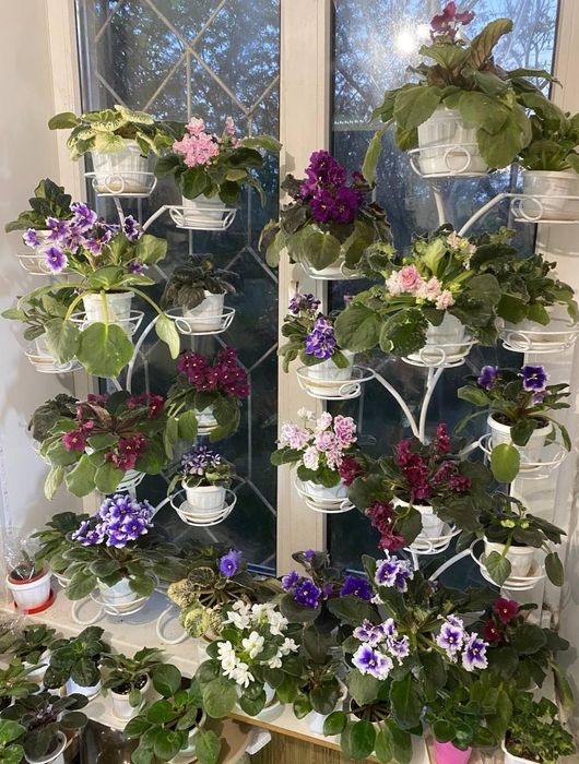 Дітки гарних сортових фіалок (сенполії)