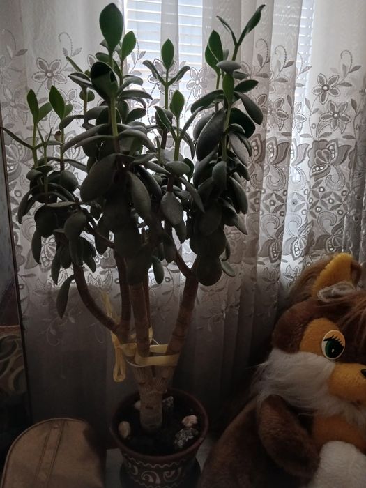 Доросле грошове дерево,15років