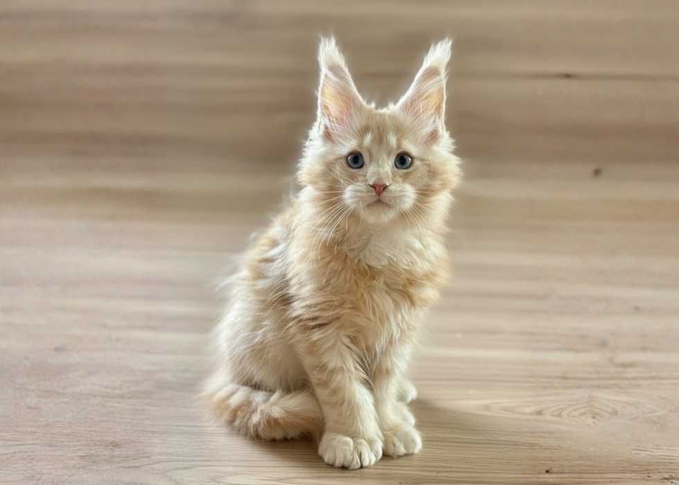 УНІКАЛЬНІ ‼️ Коти породи Мейн-кун дуже крупні. З документами!