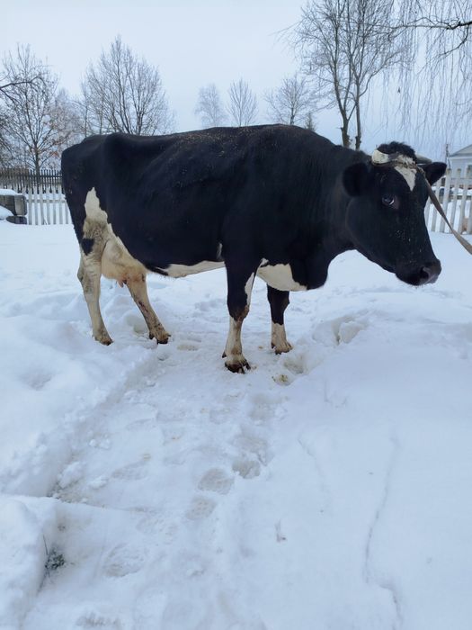 Продам молоду корову