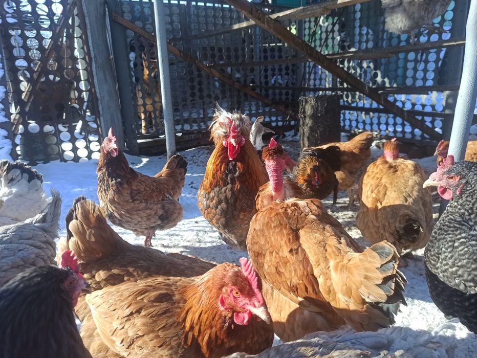 Куры мясо - яичной породы.