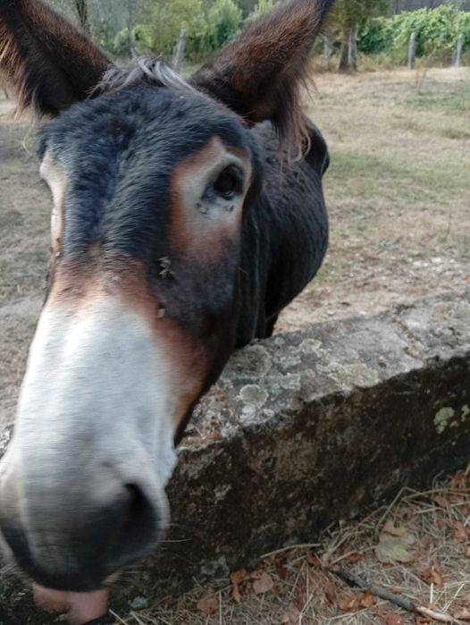Burro Mirandês com livro azul