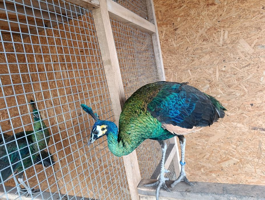 Szmaragd 2024r Samiec