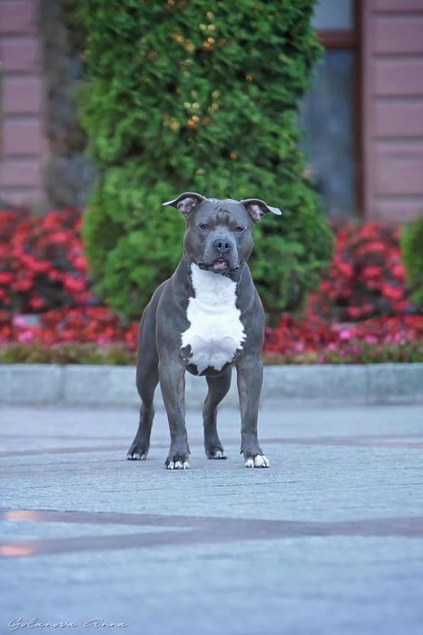 Щенки амстафф голубого окраса