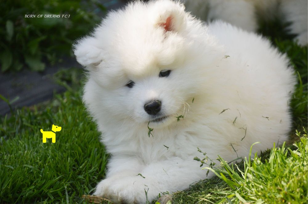 Samoyed/ Samojed ZKwP/FCI * już do odbioru*
