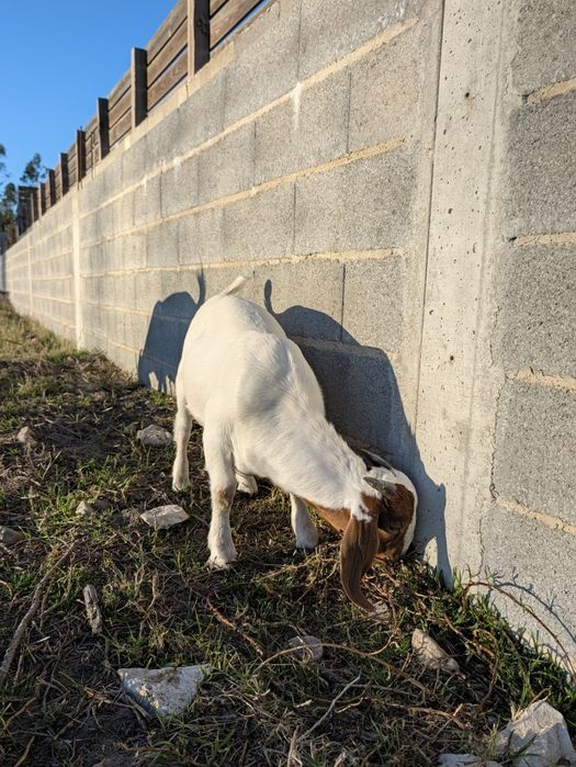 Cabrito Boer Puro