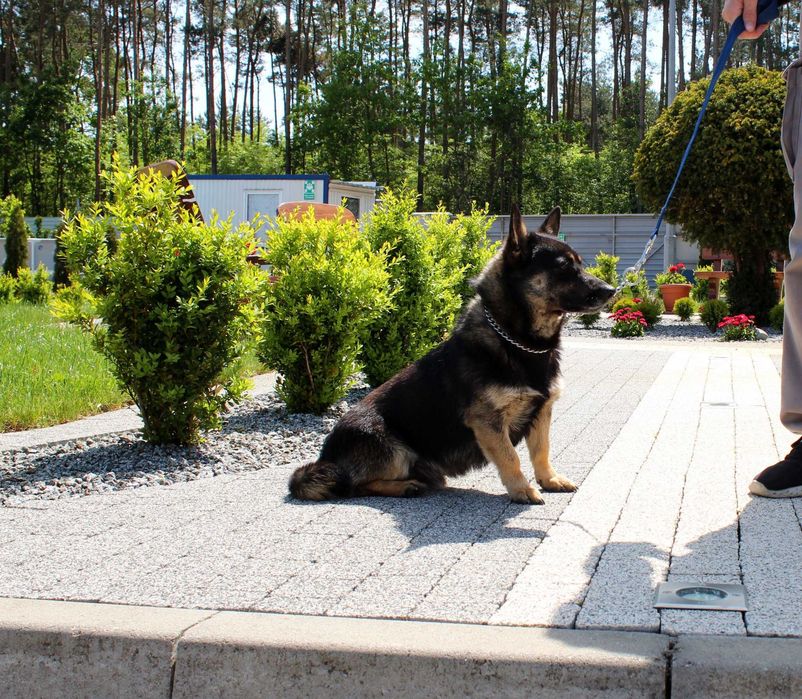 PRUSZEK do adopcji – Schronisko Jasionka