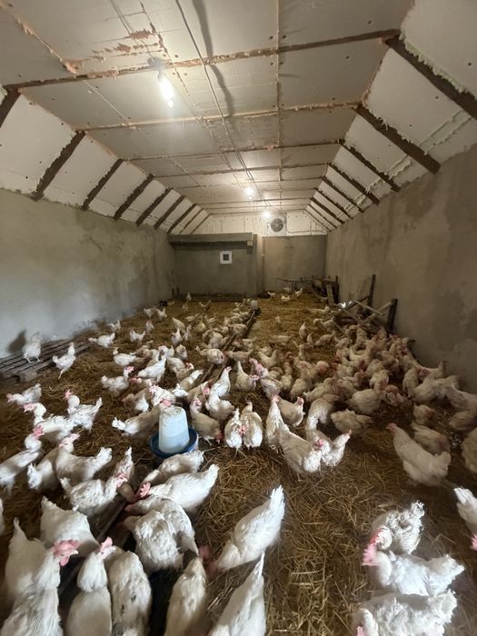 Продам Птицеферму с прмещениями