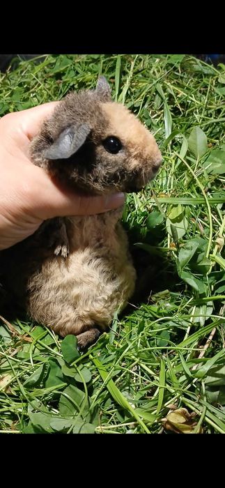 Морська свинка, Тедді