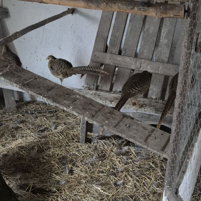 Bażanty złote na sprzedaż