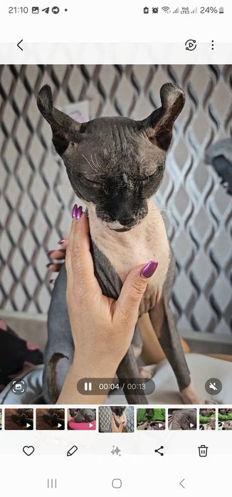 Кот канадський ельф шукає свою принцесу.