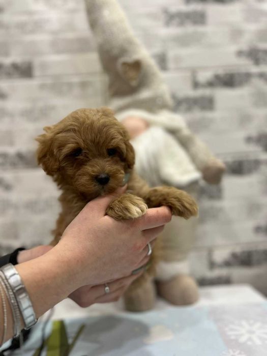 Породистий хлопчик мальтіпу ф1