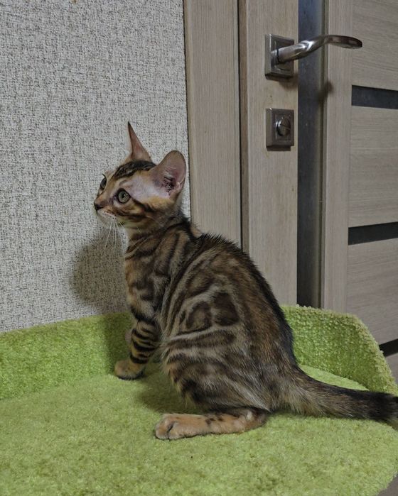 Бенгальскі кошенята