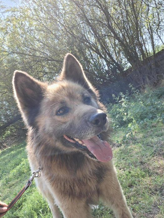 Oddam za darmo-  Przytulaśny Puszek szuka domu