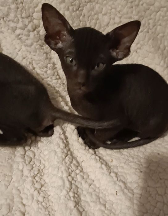 Петерболд. Петербургский свинкс (ориентальный).