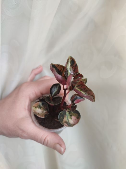 Пеперомія Крем брюле,пеперспот,солі-мутата,кавунова.