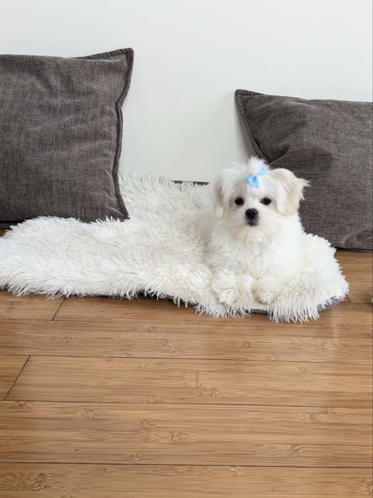 Maltańczyk komplet szczepień piesek Szafir