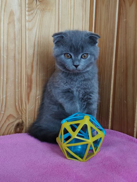 Шотландський висловухі кошенята