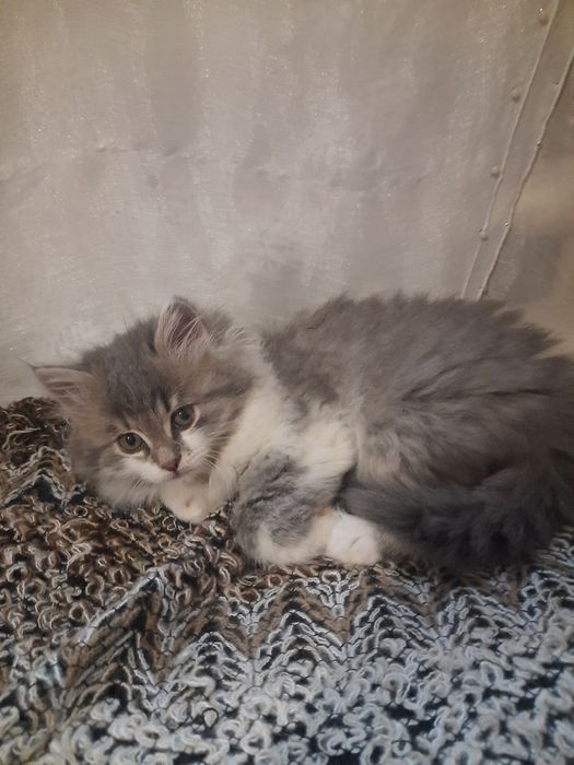 Купи котеня на мирне життя