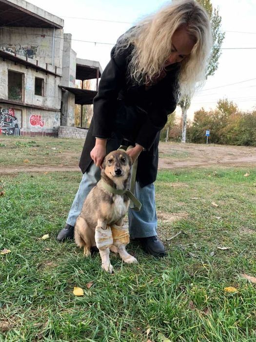 Цуцику потрібна любляча сім'я та будинок