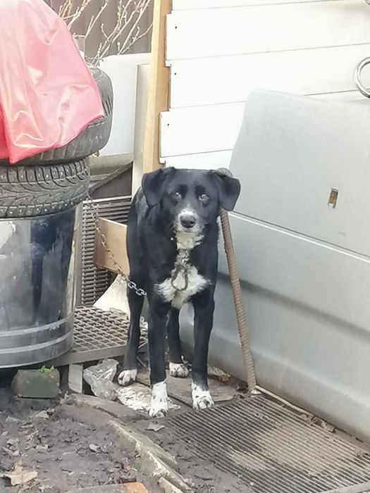 КИЕВ. Пропала собака, метис, мальчик Дик