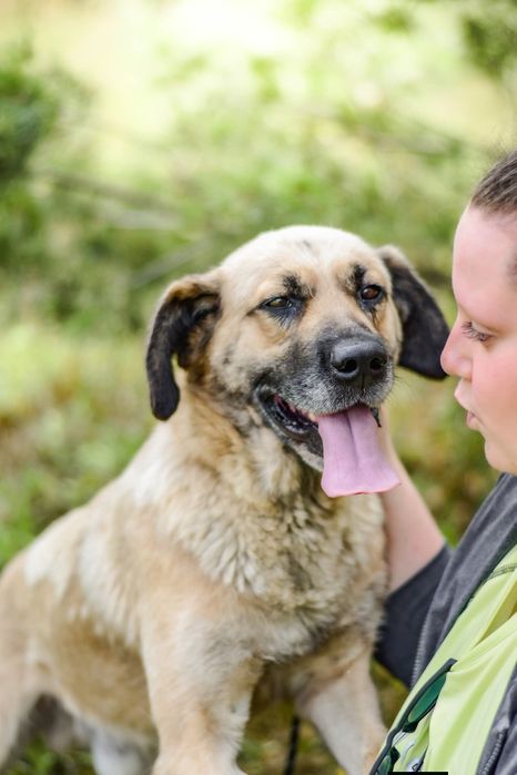 Odynek poleca się do adopcji