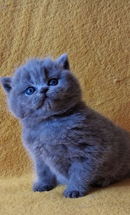 British  blue , bebê fofo