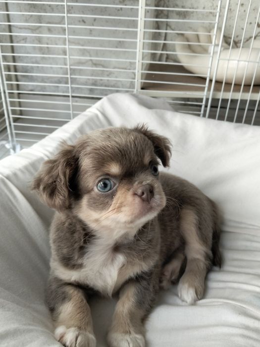 Bebe chihuahua mini olho azul