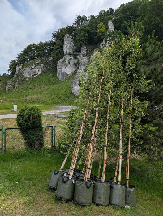 Brzoza 3 m wysokości -doniczka