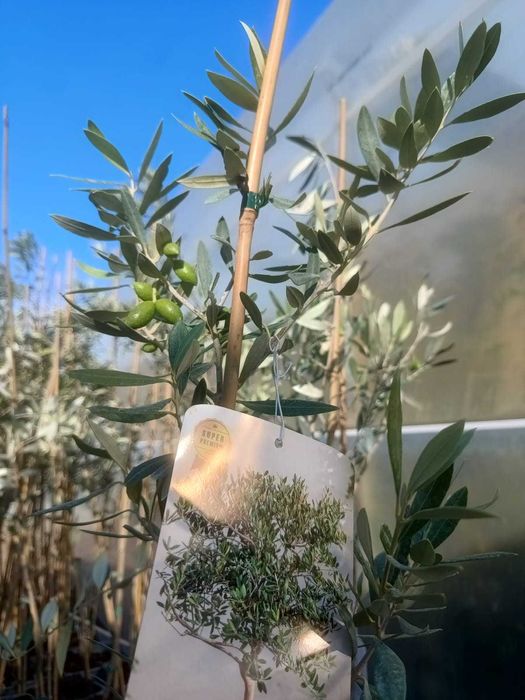 Oliwka Europejska – Olea Europaea
